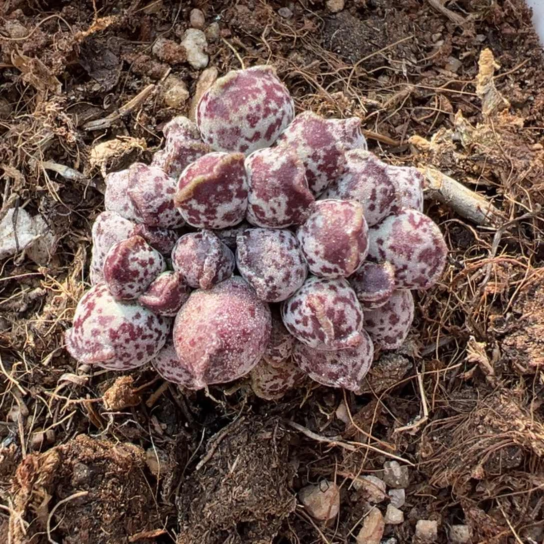 达摩海豹多肉植物水泡