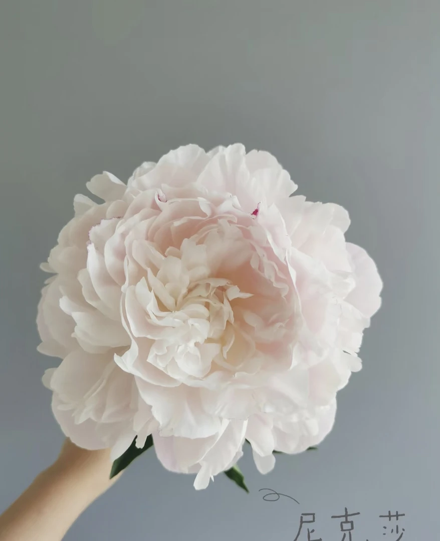 [尼克莎]高山芍药鲜切花  甘肃基地直发