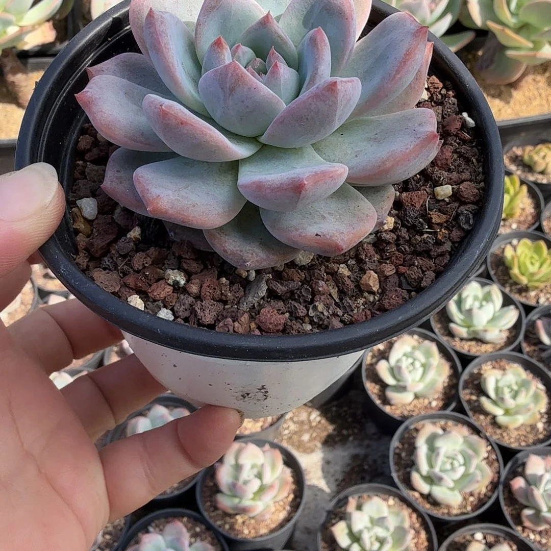 016八公分蓝梦满20包邮