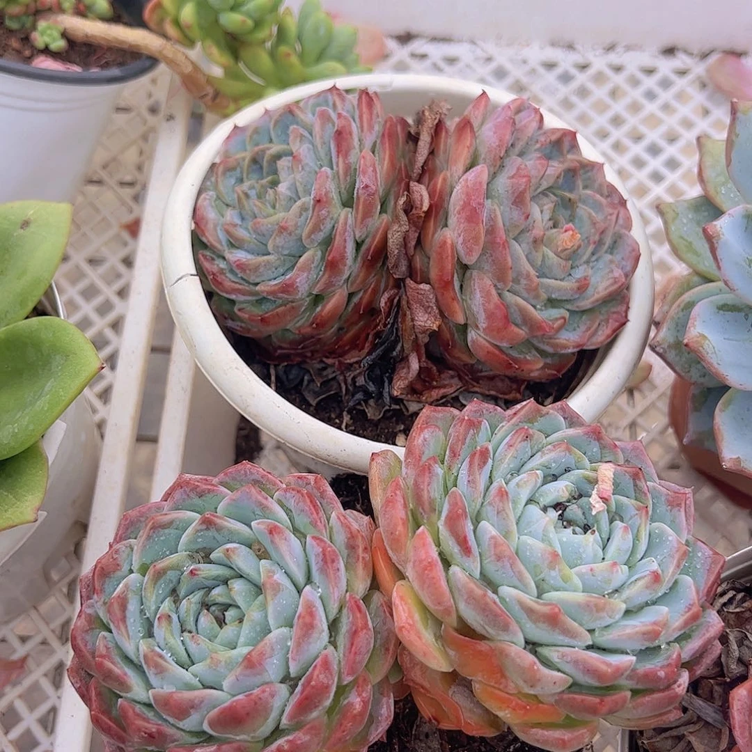 冰橙双头起发二盆精品多肉