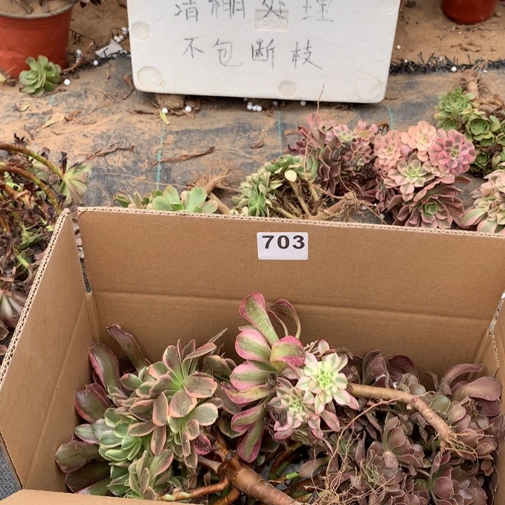 703三颗法师多肉