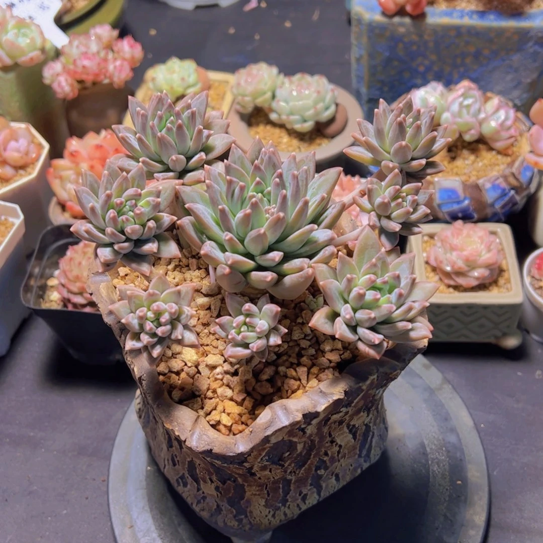 心**飞新品美人，多肉植物