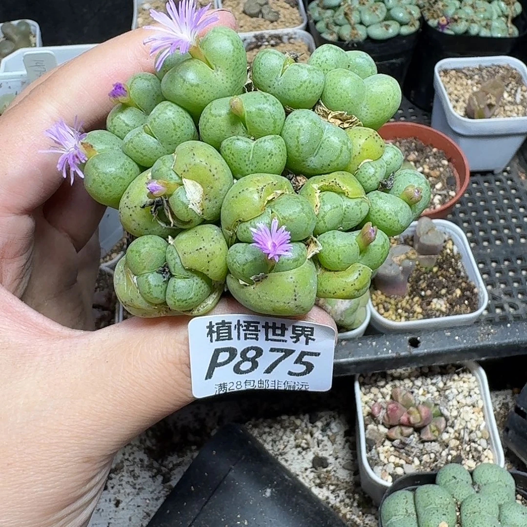 的W的润泽发vgbjn