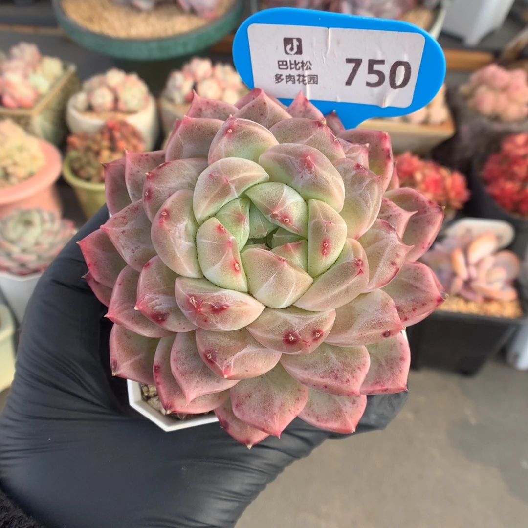 750 水晶灯多肉多肉