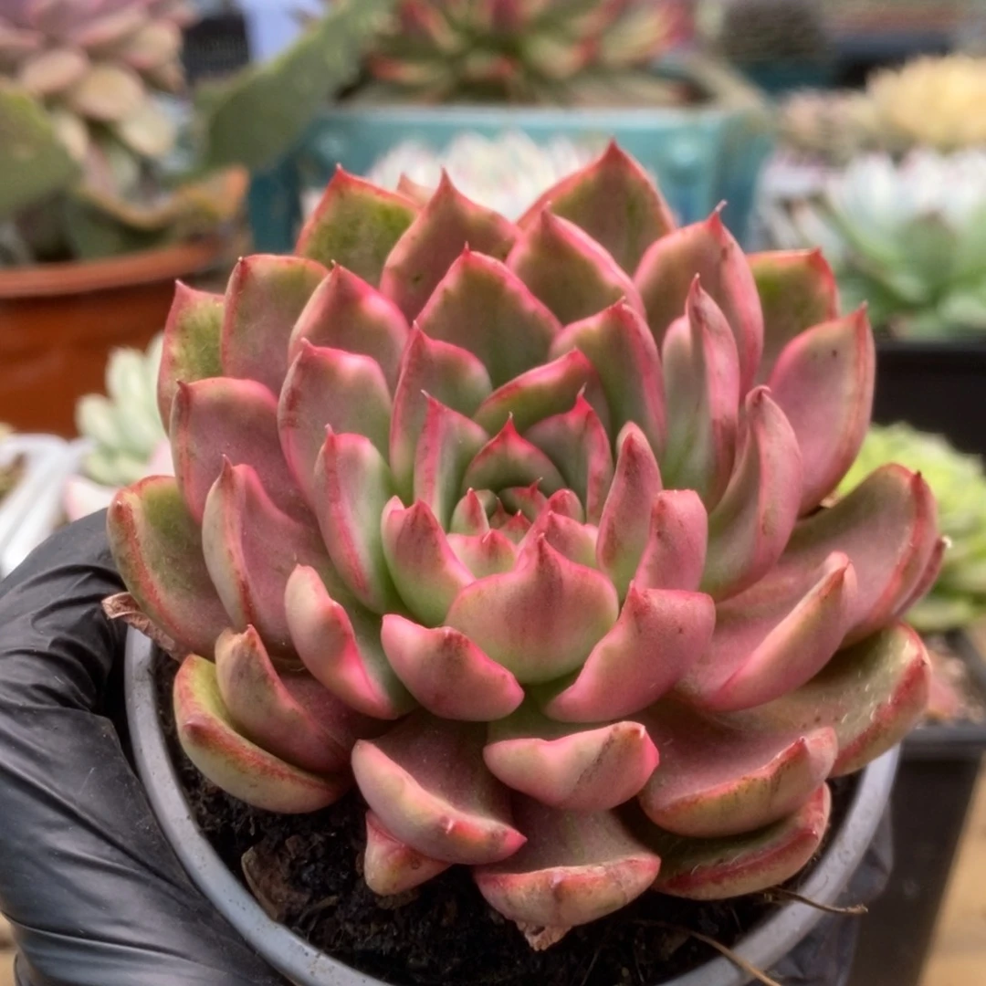 044野马锦锦锦锦锦锦