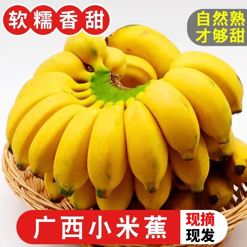 正宗广西小米蕉当季孕妇水果薄皮纯天然鸡蕉香蕉酸甜可口整箱批发