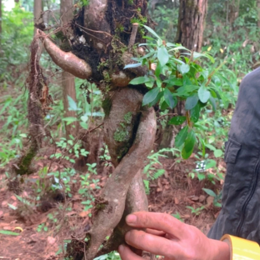 【闪购商品】无花朵