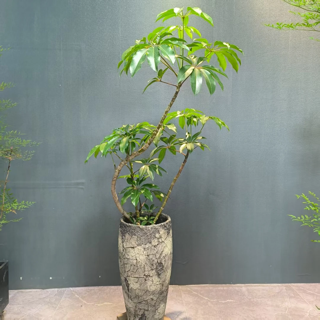 大叶伞老桩绿植大型室内落地盆栽客厅办公室四季好养植物