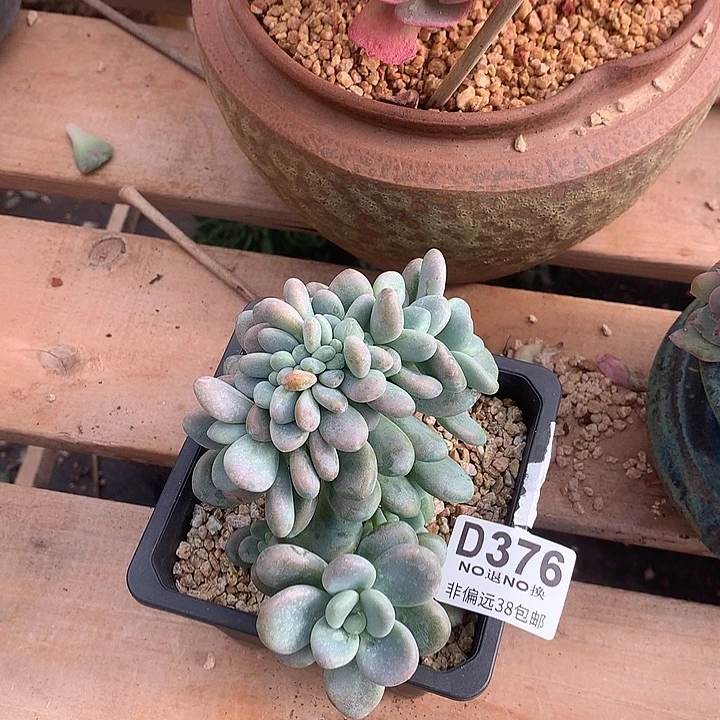 洛神缀 376 基地已转处理 7-8天发货