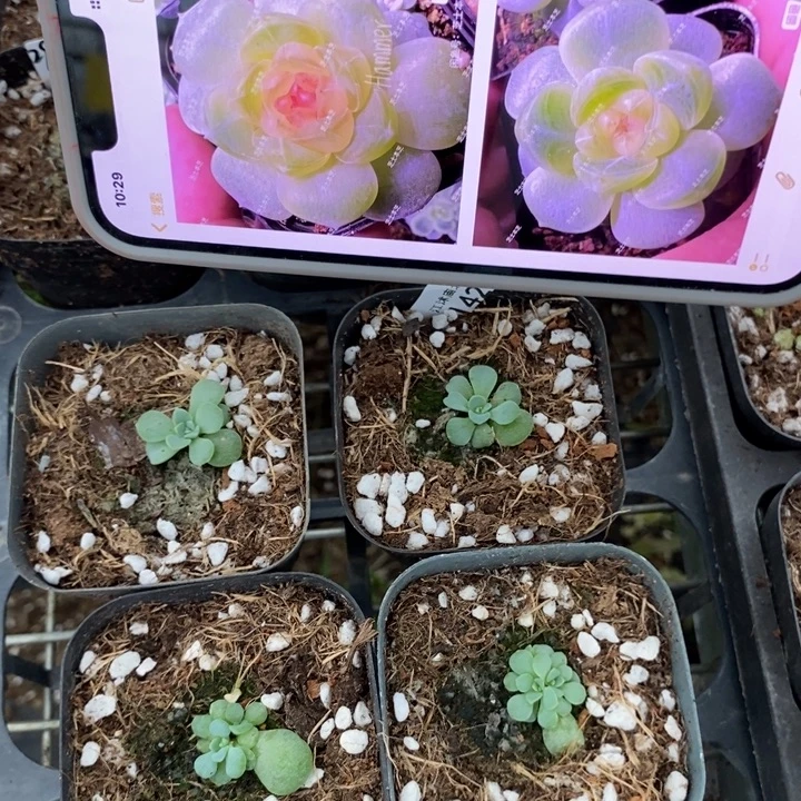 标142甜心2909一个量拍