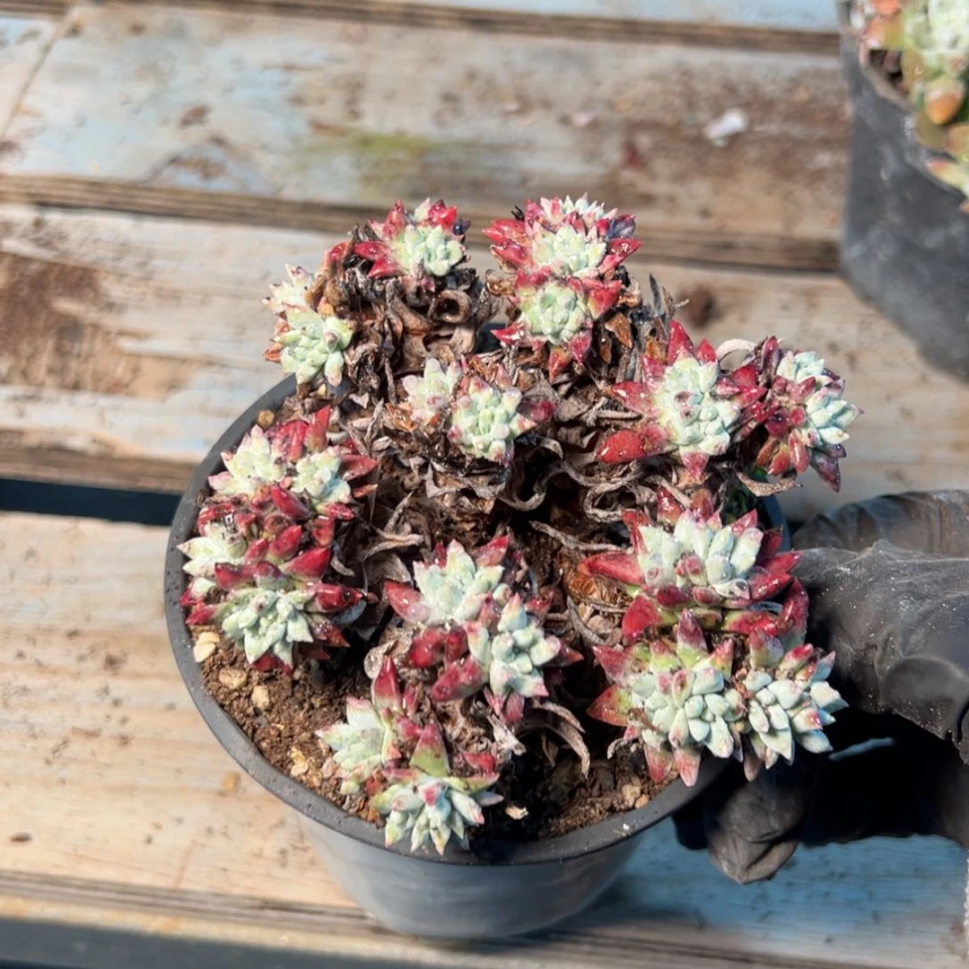 337哈哈哈哈哈哈哈哈