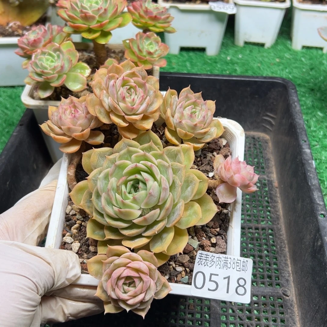 无花朵多肉一物一拍植物0518