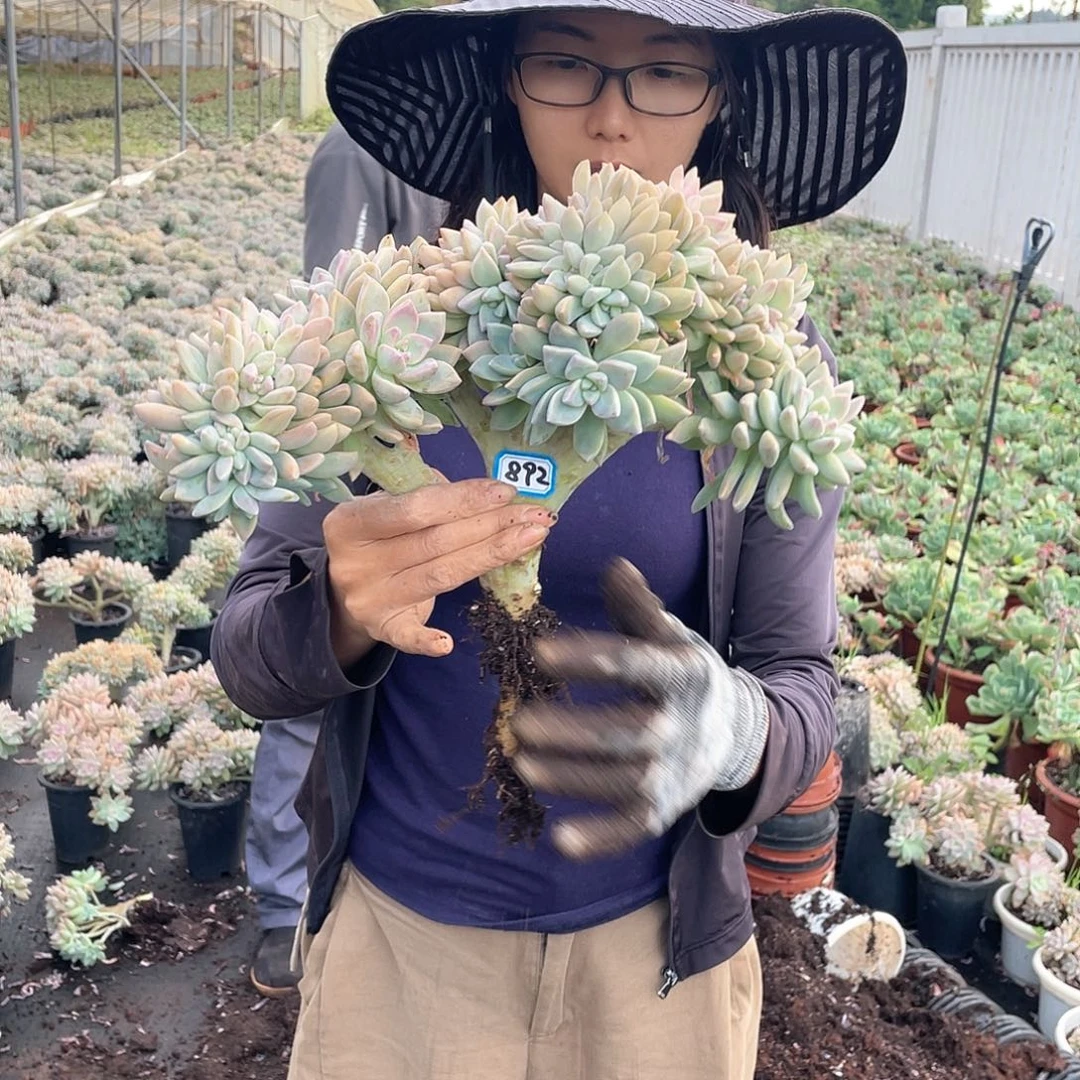 892 淡雪缀一物一拍
