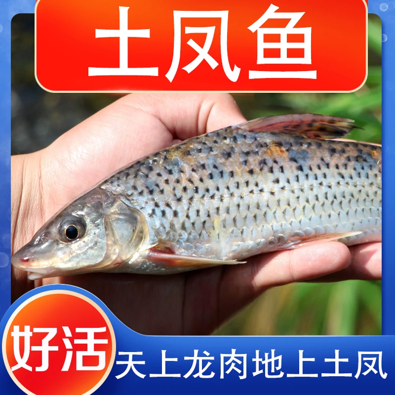 花骨鱼小鱼土凤鱼四川发货淡水养殖食用观赏均可