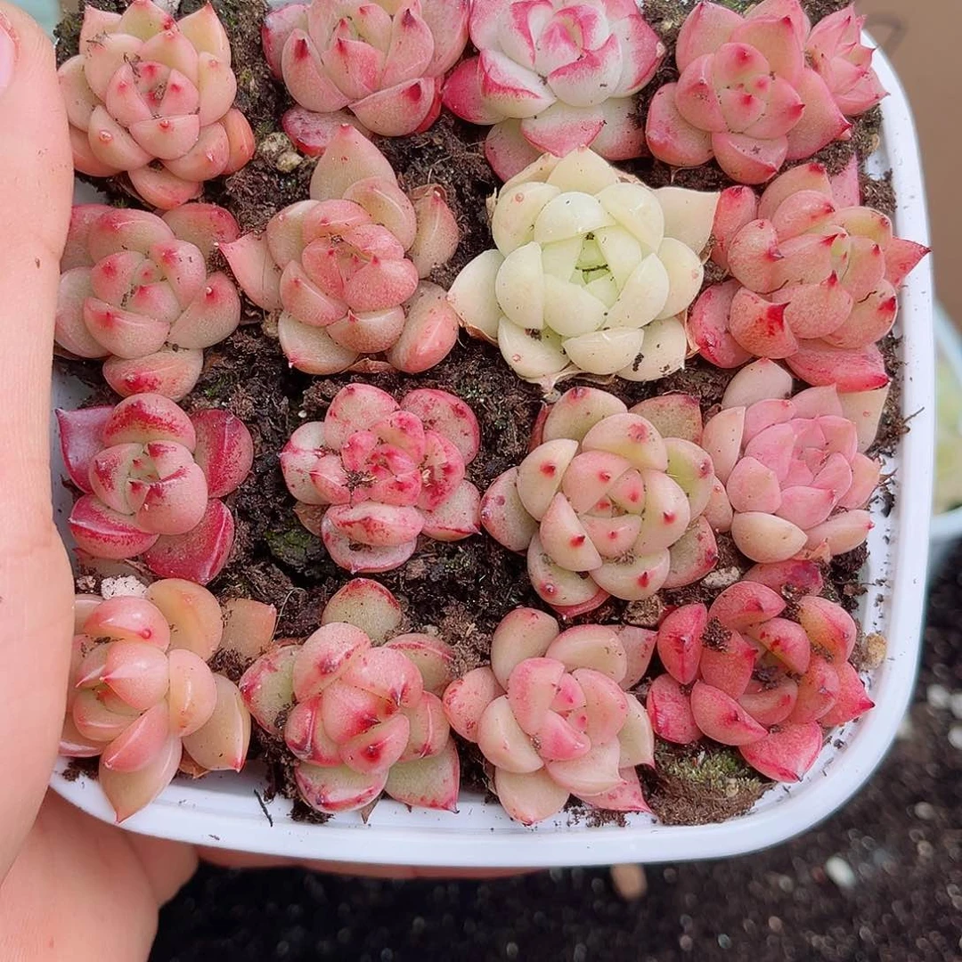 1-617 新疆西藏内蒙不发12.8包邮2-3公分多肉