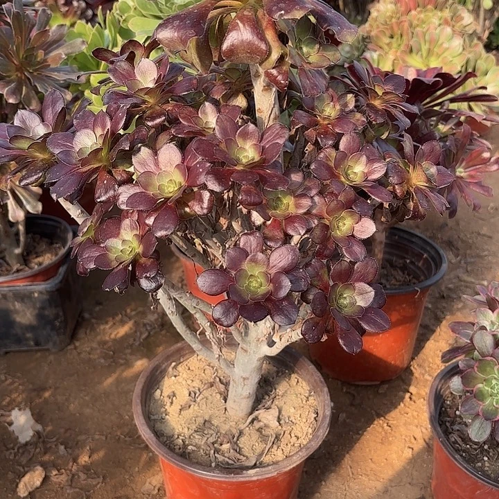 多肉植物法师圆叶29