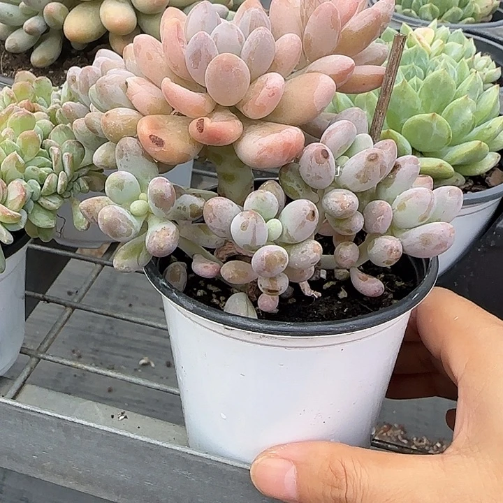 青蛙王子儿童牙膏11