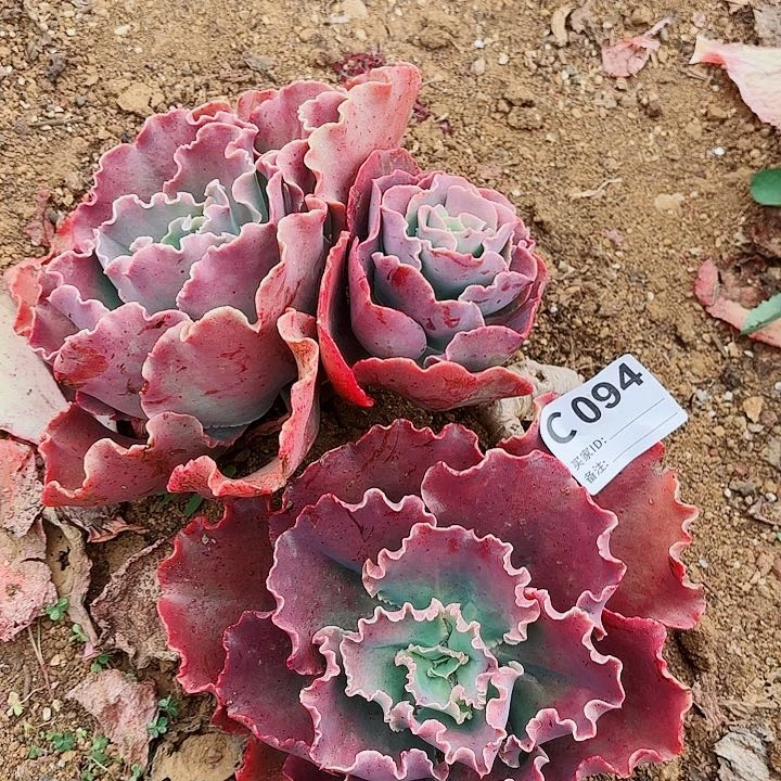 阿狸来特多肉94号