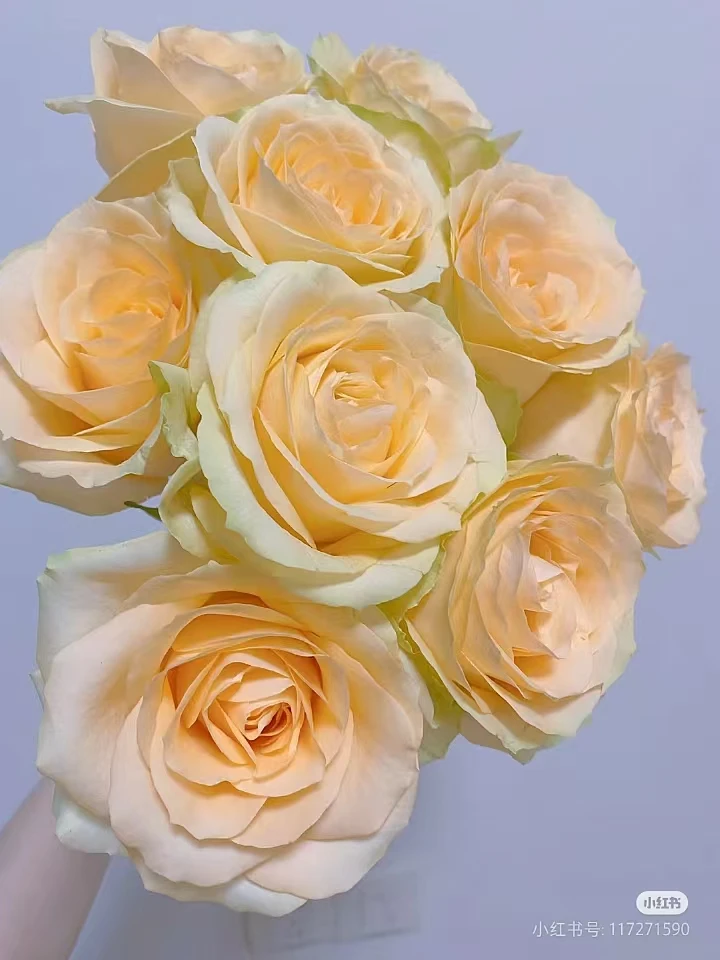 鲜花【香槟玫瑰】同地址两单升级冷链送货上门