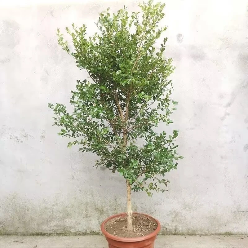 独杆黄杨树苗素材耐寒黄杨高杆树桩盆景文人庭院绿化植物