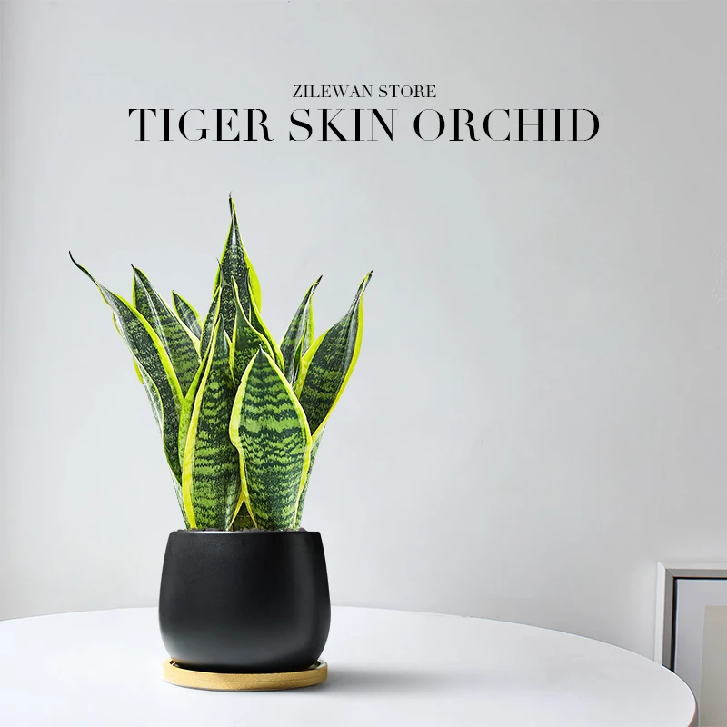 金边虎皮兰盆栽多肉植物阳台白玉虎皮兰绿植办公室桌面客厅虎尾兰