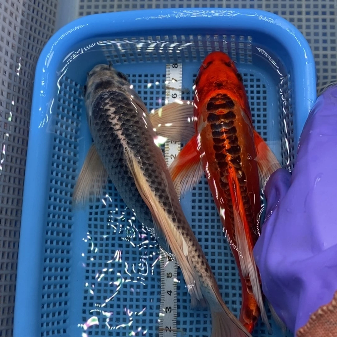 锦鲤冷水锦鲤包邮