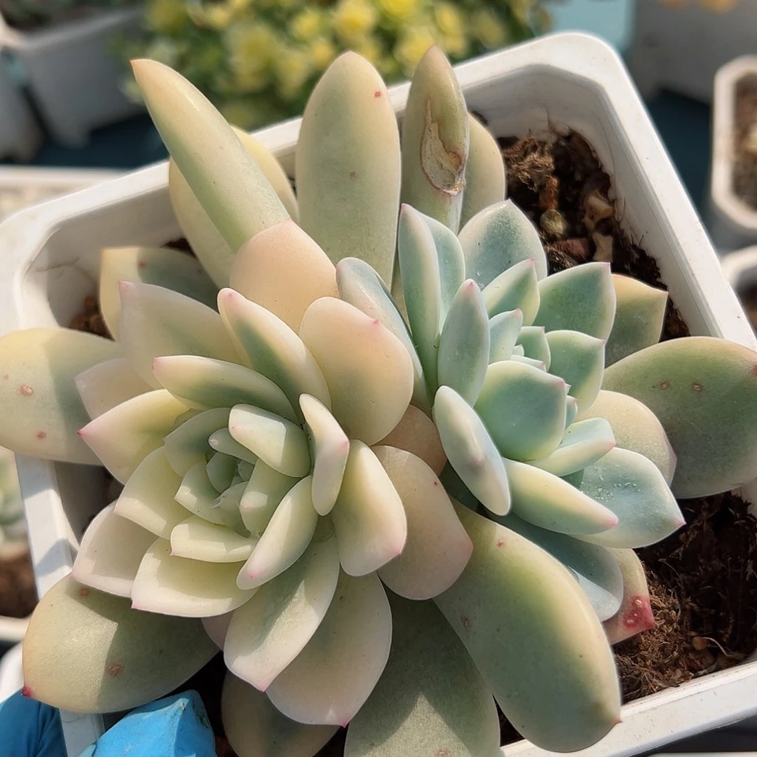 橙梦露锦底座，带宽覆轮锦头加覆轮锦