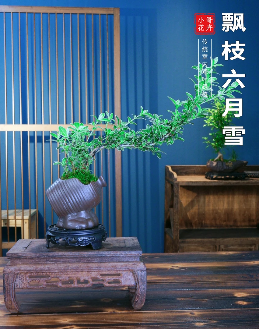 悬崖飘枝六月雪微景迷你办公室绿植白花美观精致盆栽室内绿化盆景