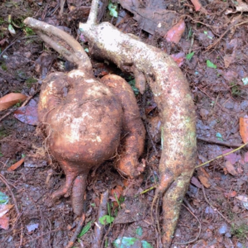 【闪购商品】无花朵