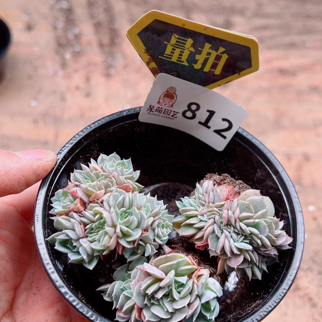 多肉植物多肉植物