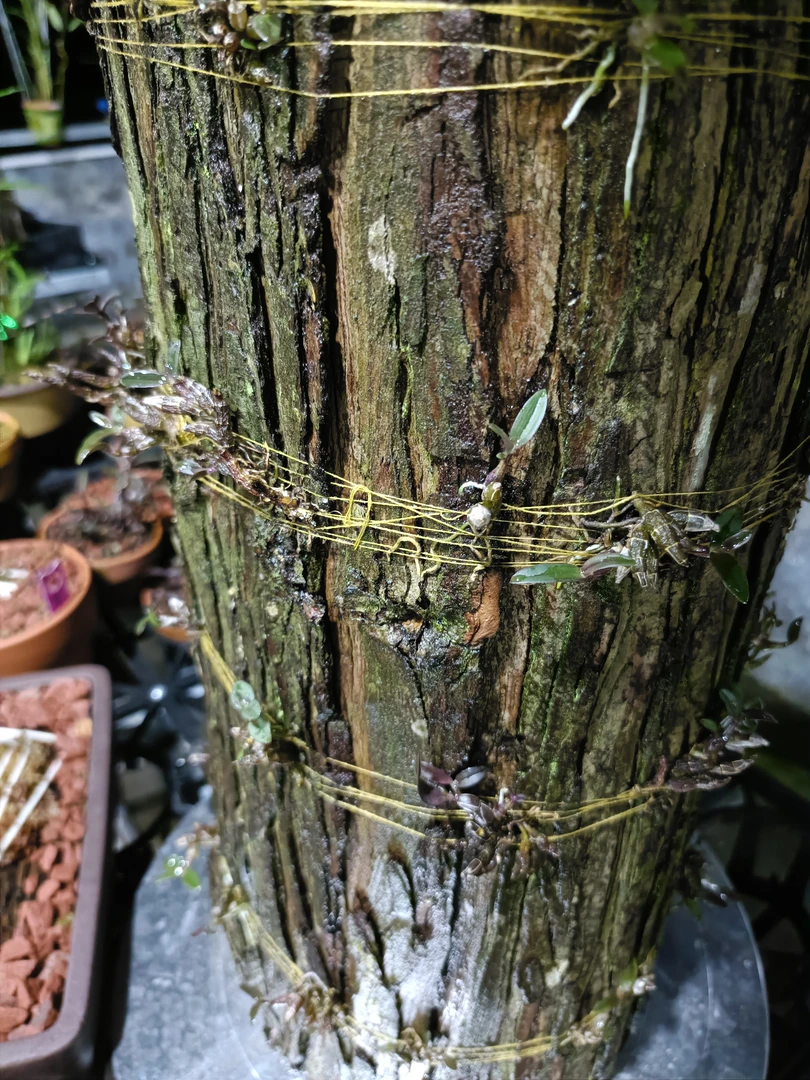 一石斛兰盆栽带花洋兰植物绿植食用花卉好养室内