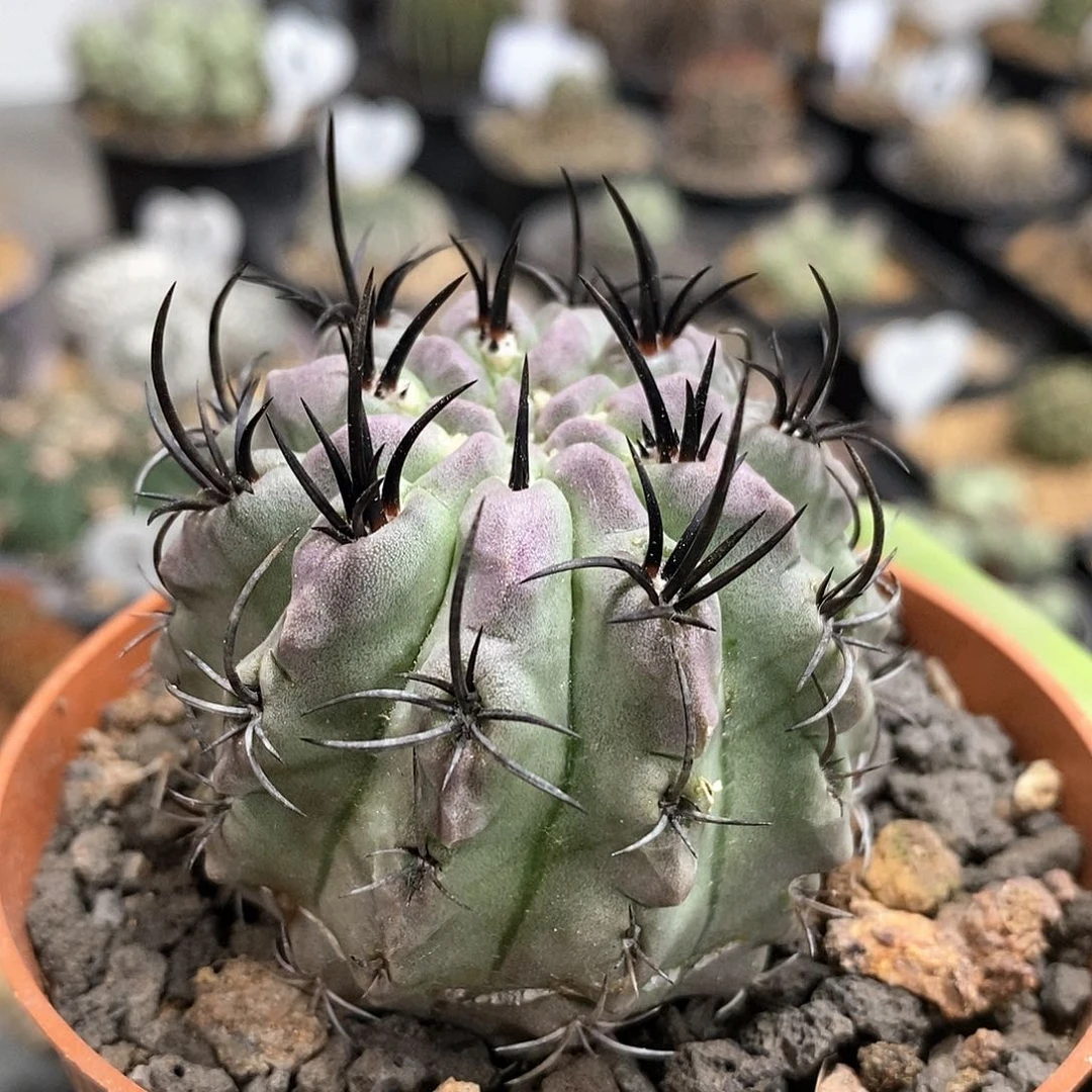 西*实生欧系白肌素庄玉仙人球