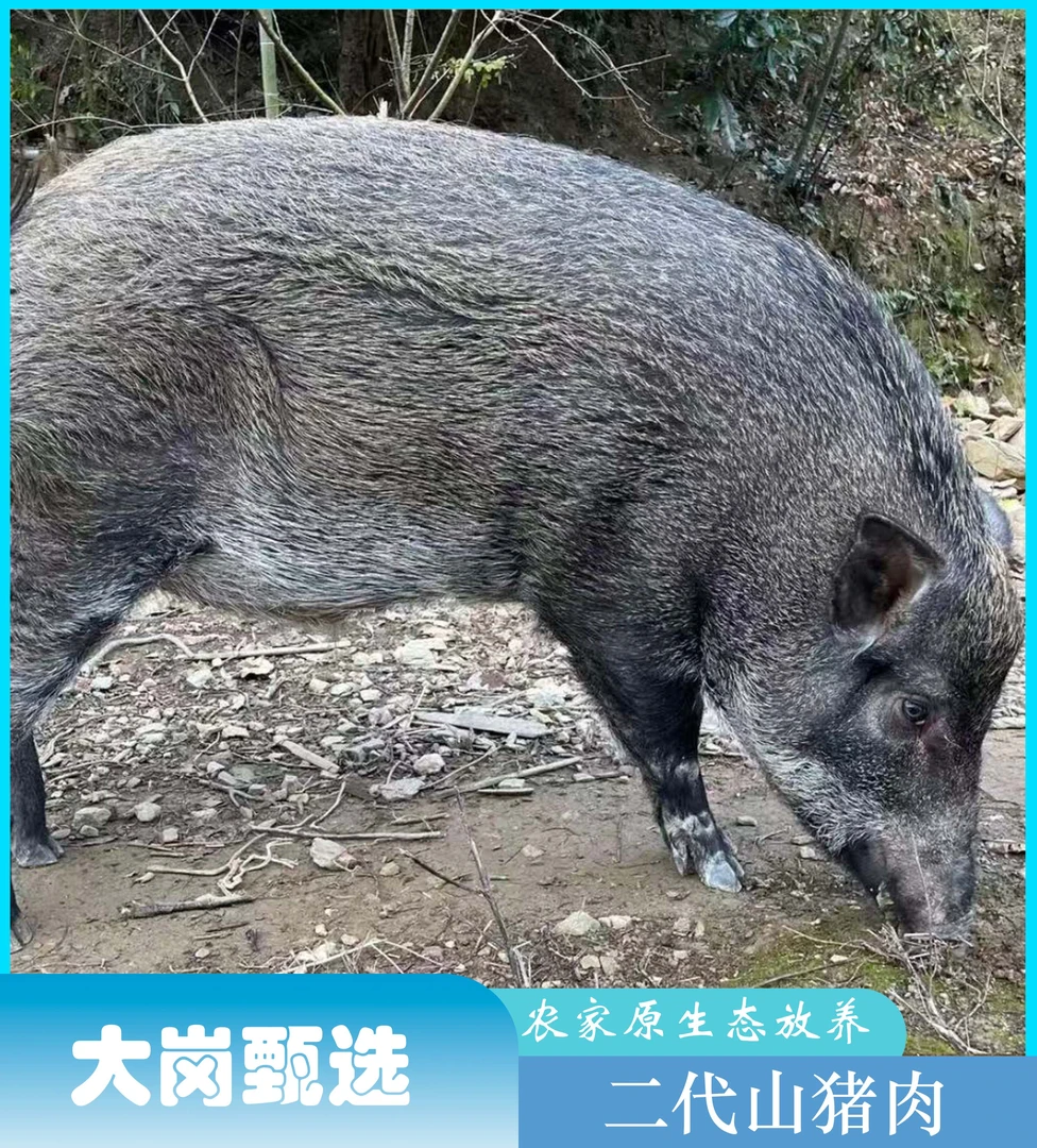 2号链接【野二代山猪肉】生鲜食品不支持无理由退单。