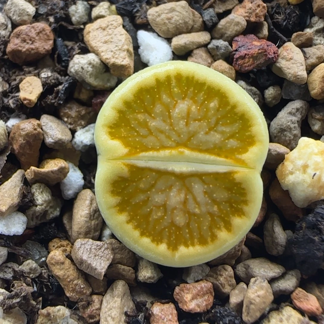 金色星空绿菊生石花大棚直播