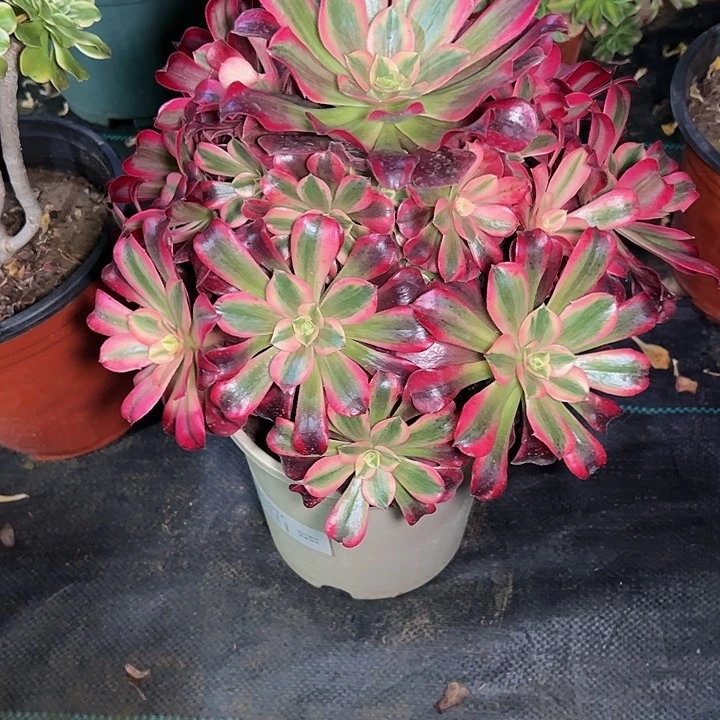 美杜莎13多肉法师一物一拍