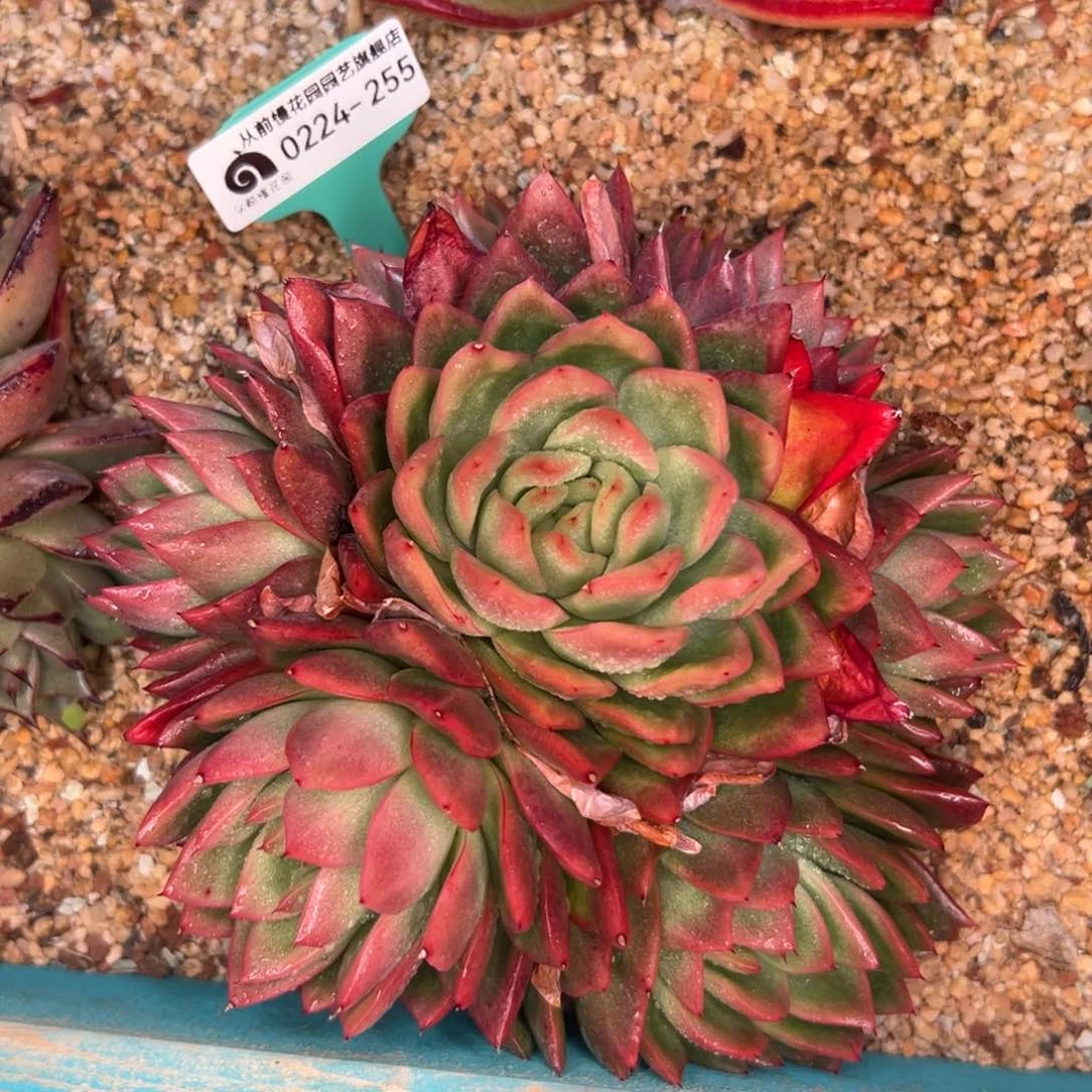 多肉一物一拍0224-255