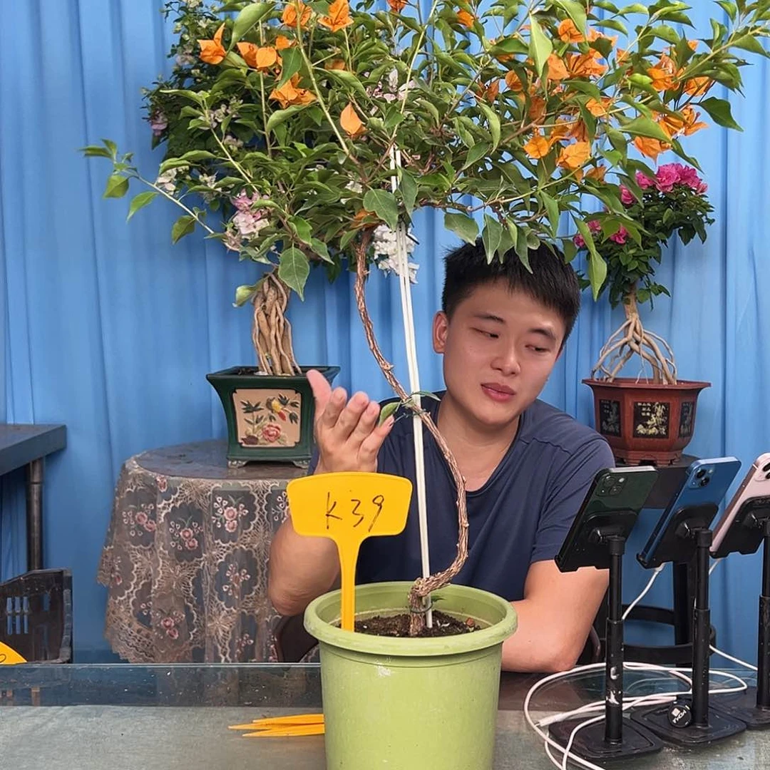 小***⥣当前无花栽培后可以开花K39橙桑巴
