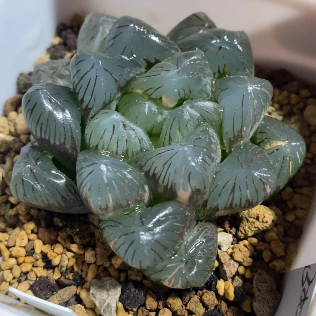 一颗实生玉露锦。