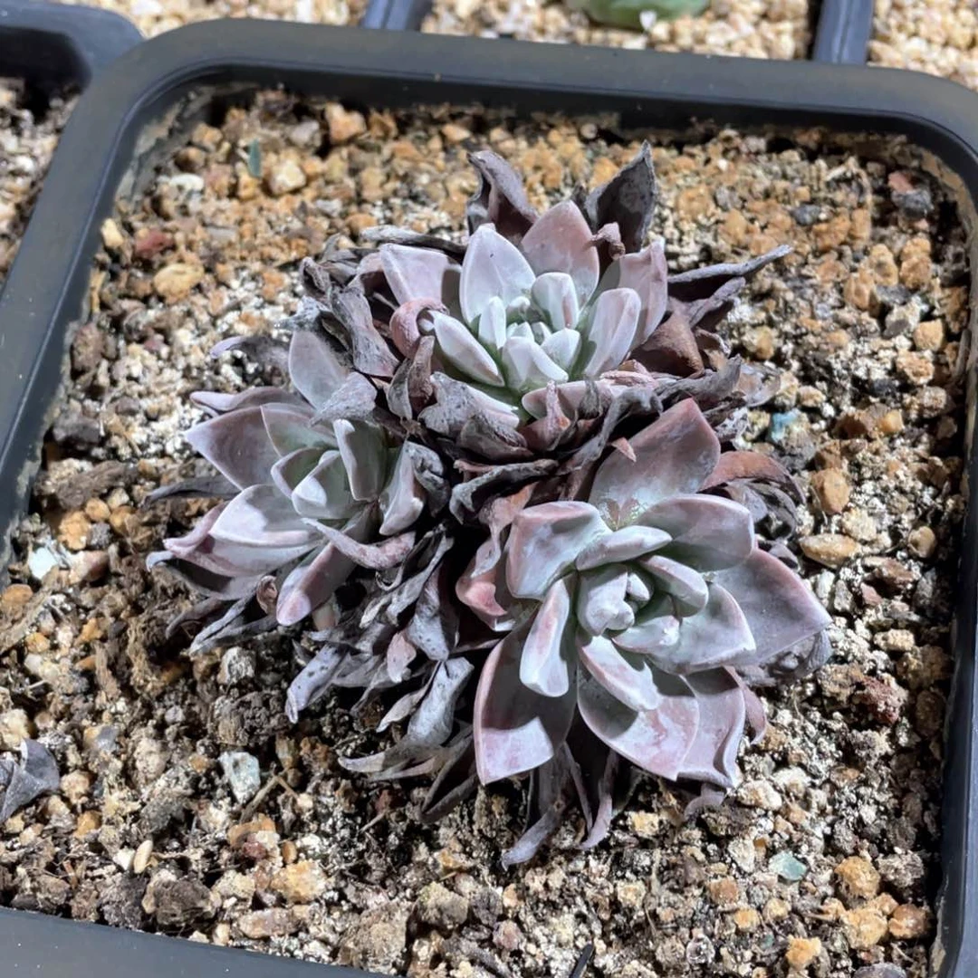 厚叶花朵福利粗桩福利粗桩福利