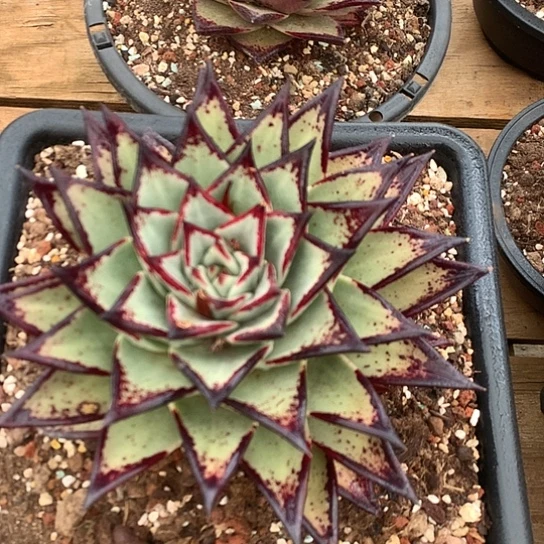 每日特价活动开始啦