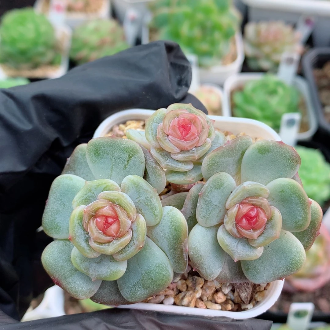 58包邮  群生不包整彩恋30
