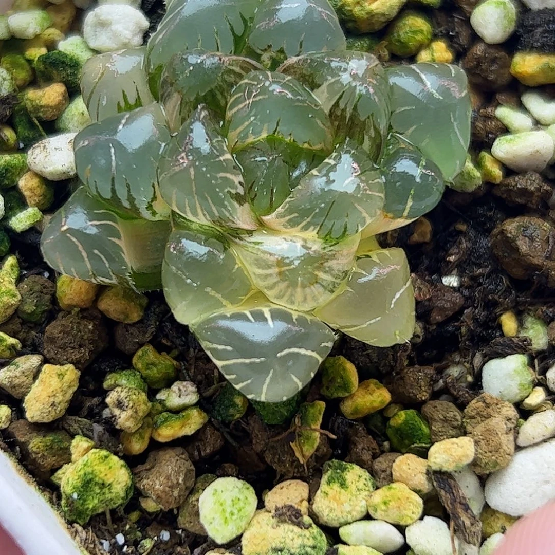 冰灯锦十二卷多肉植物