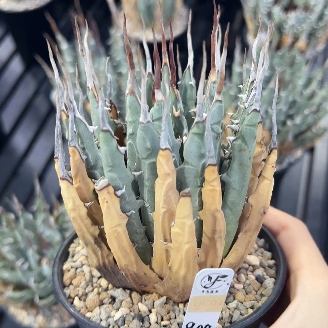 无花朵妖炎熟桩带盆 8折价