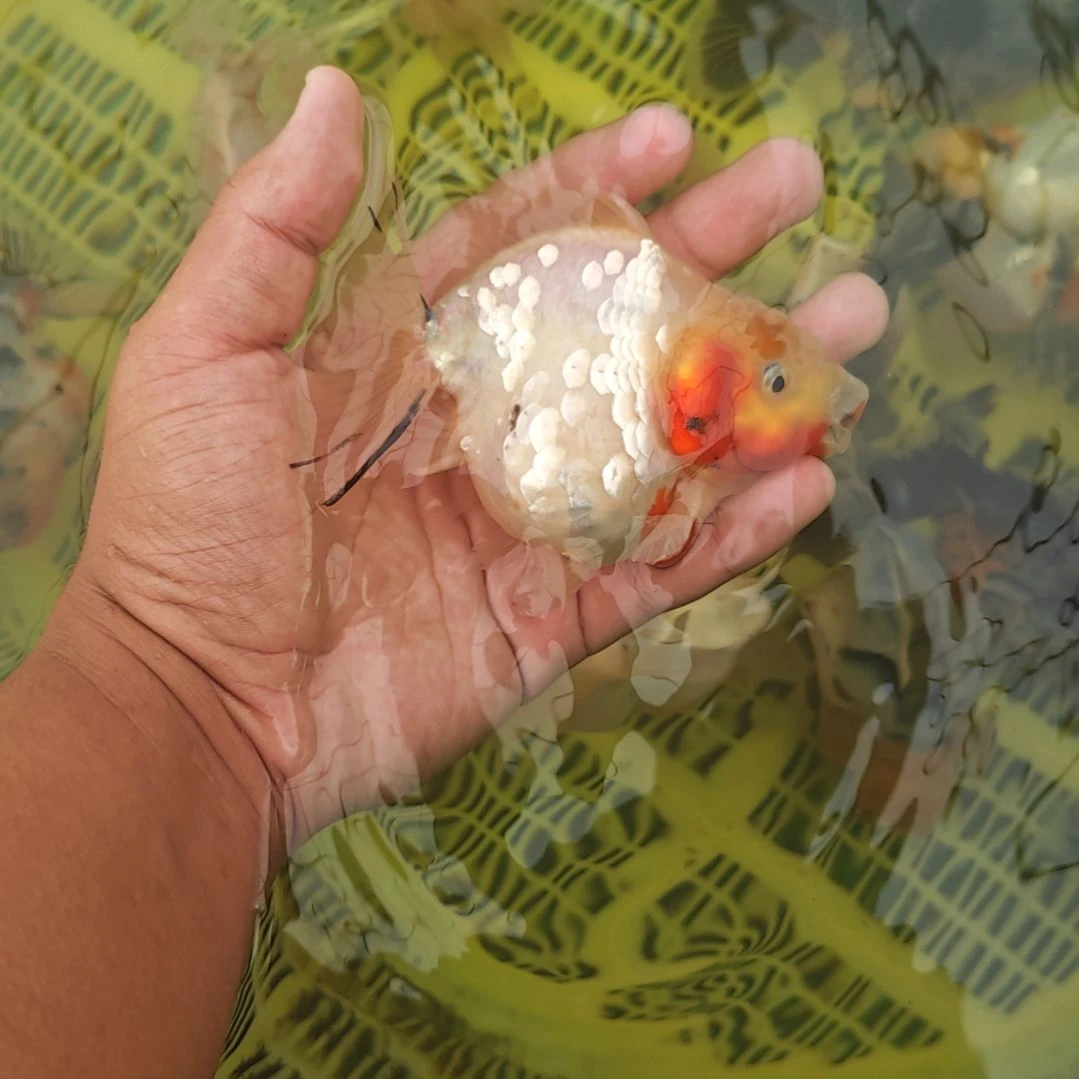 闪鳞麒麟泰狮金鱼将军