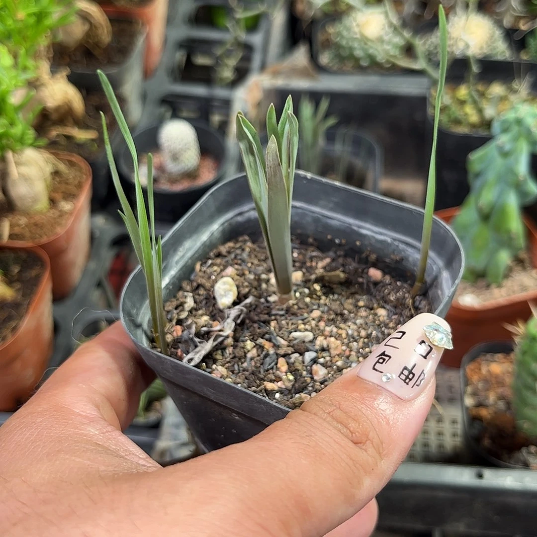 海带弹簧草单头发货单头