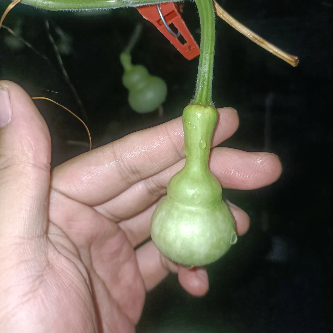 【一葫老九】2号链接文玩葫芦直播间专用链接一物一拍，请勿私自下单