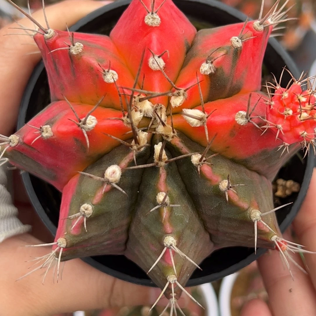 泰系实生米哈锦000