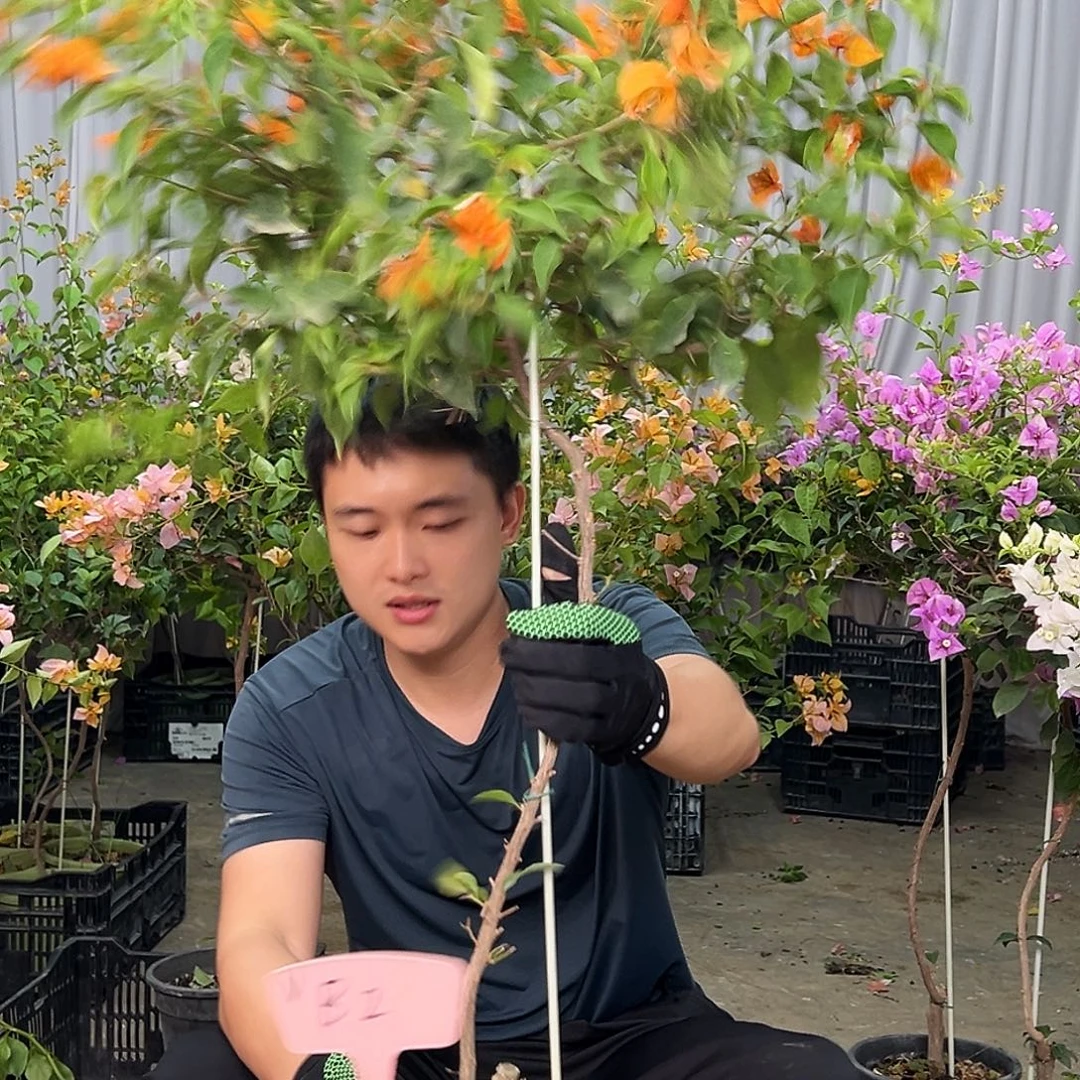 S***e当前无花栽培后可以开花B2橙桑巴