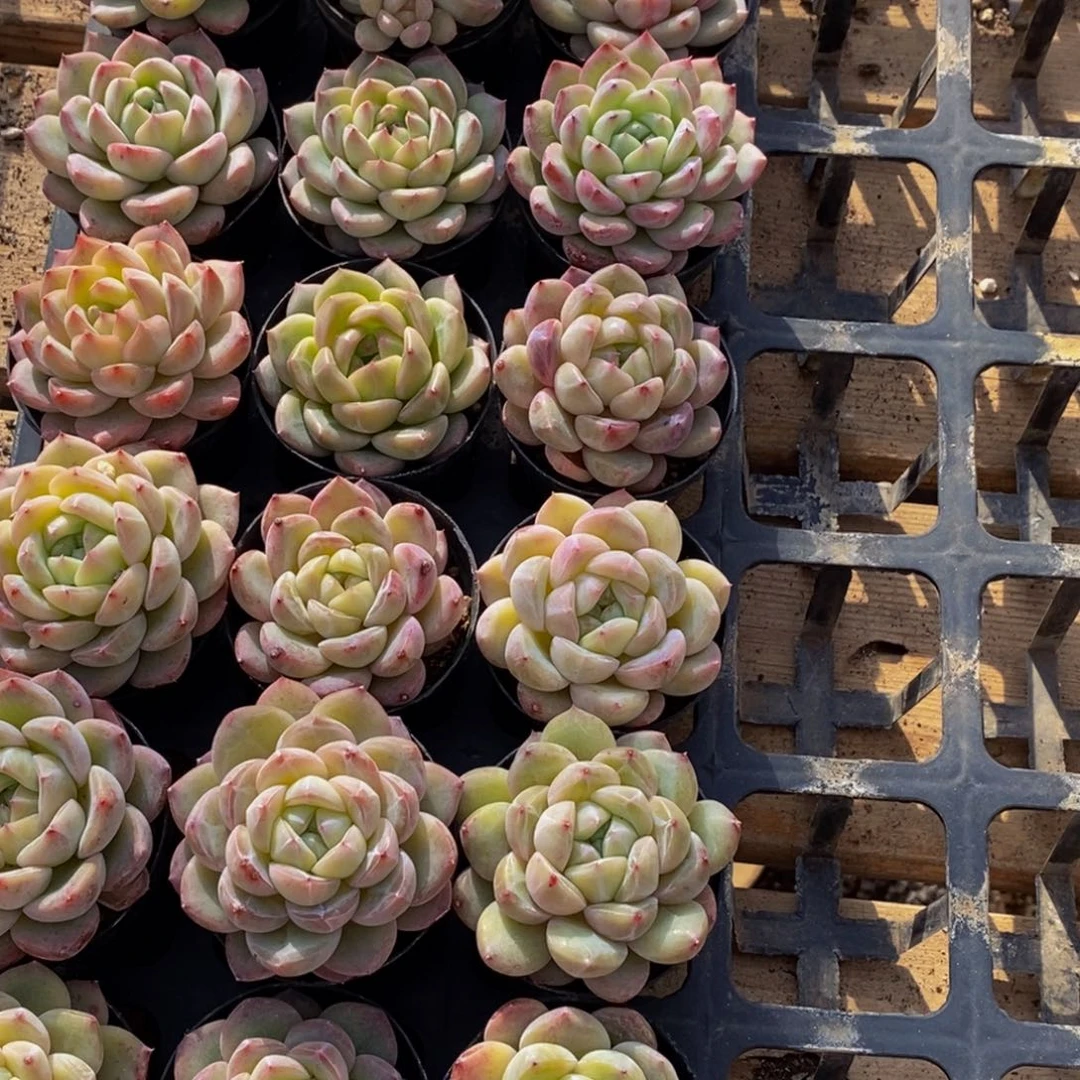 菊*姐289多人在一起的时候我