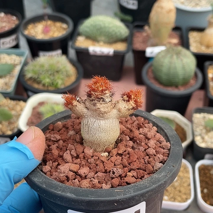 784象鼻大戟块根植物